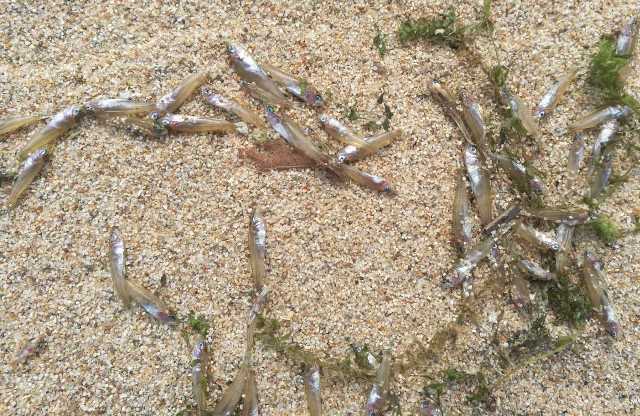 мальки омуля погибшие